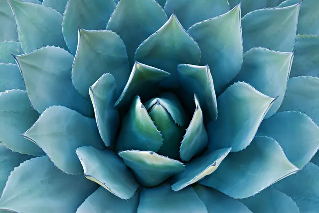 Aloe Vera Bitkisi
