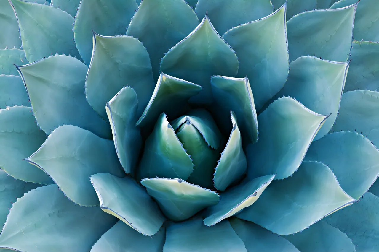 Aloe Vera Bitkisi kanvas tablo