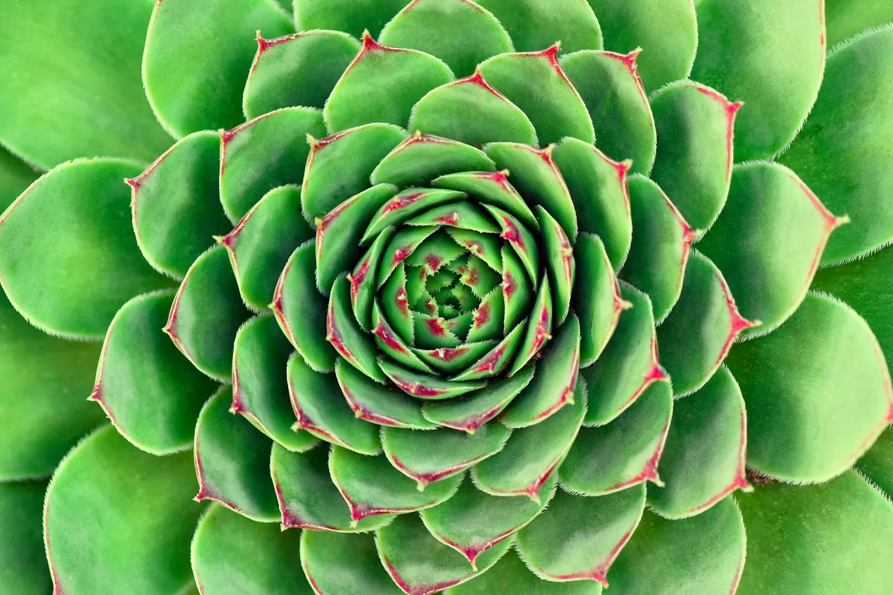 Aloe Vera kanvas tablo