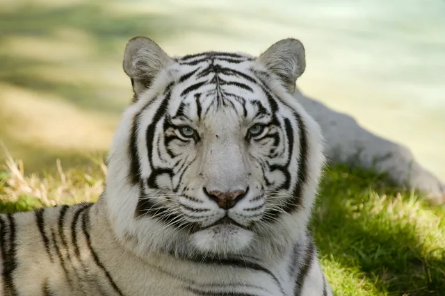 Amur Kaplanı