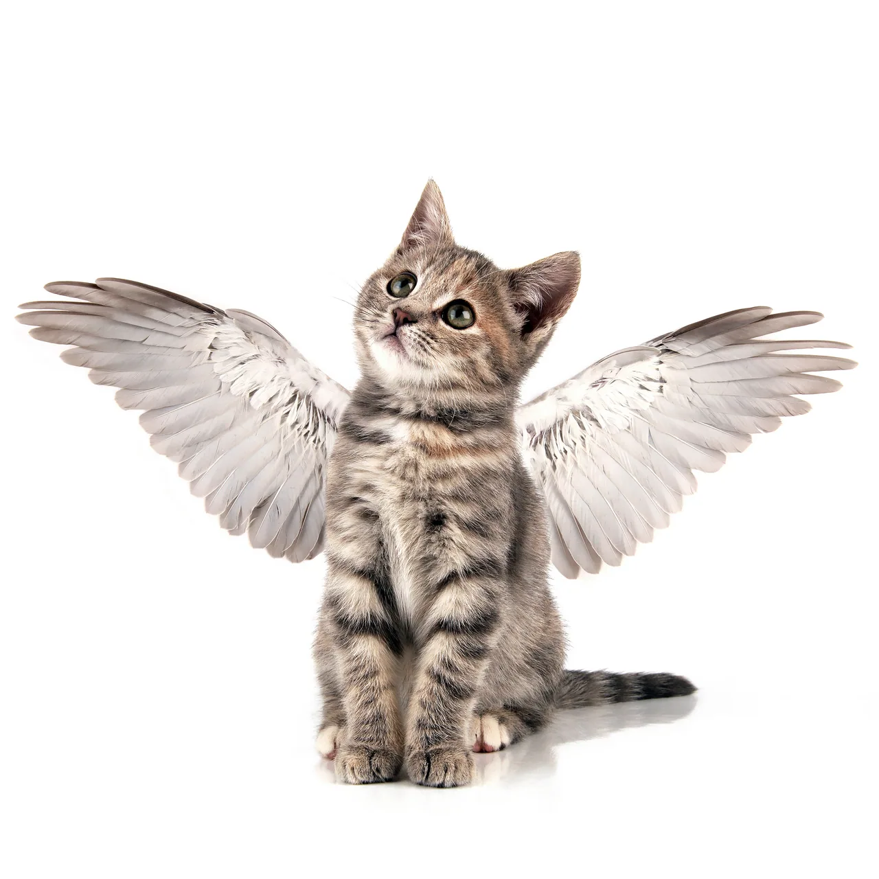 Melek Kedi kanvas tablo