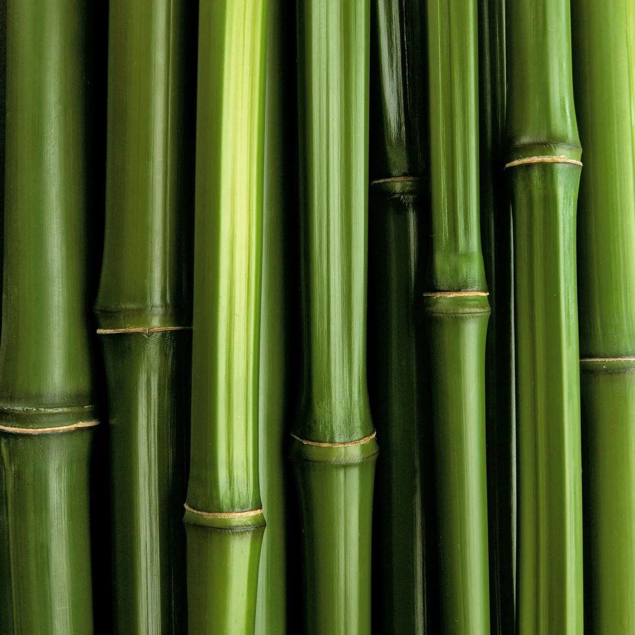 Bambu kanvas tablo