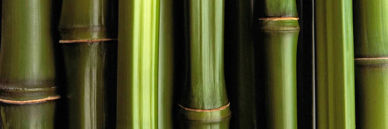 Bambu kanvas tablo