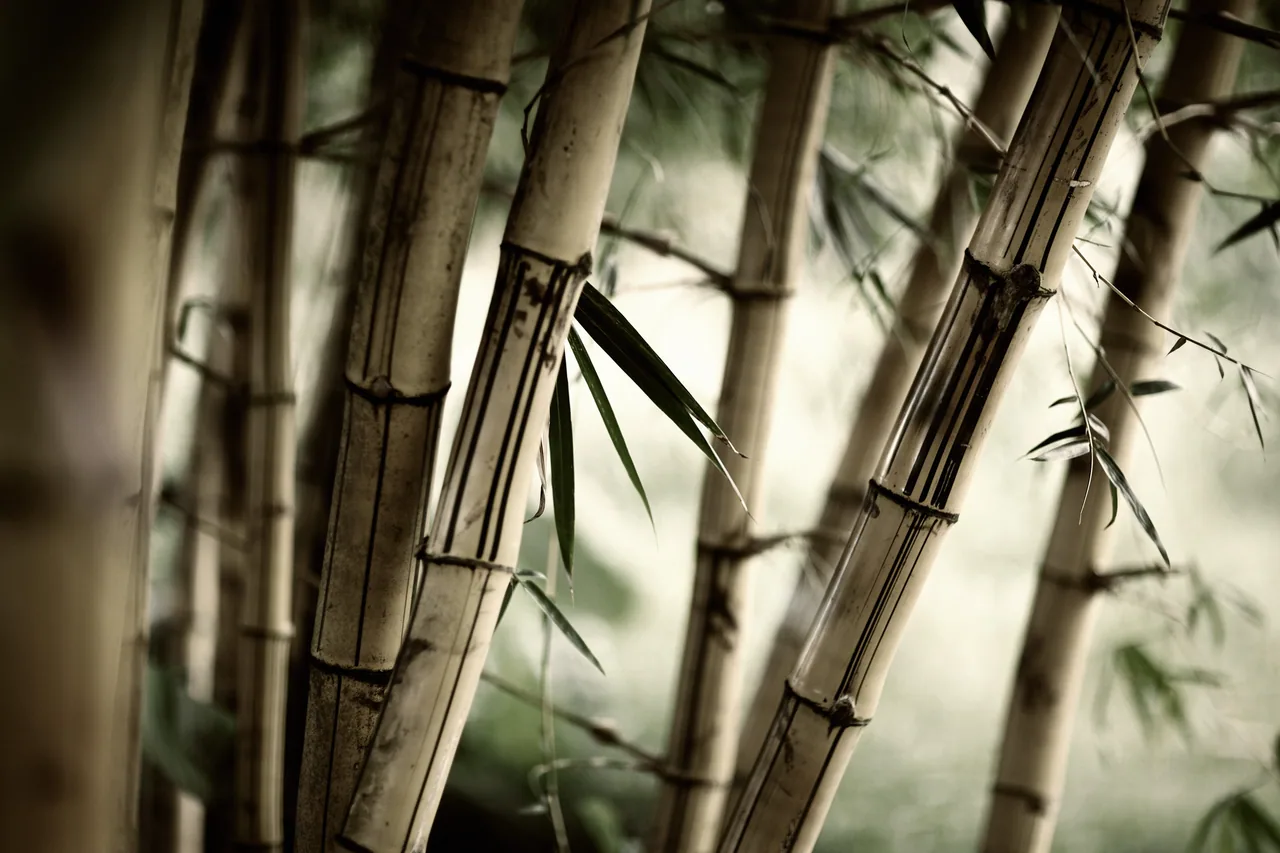 Bambu kanvas tablo