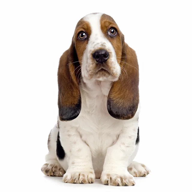 Basset Hound