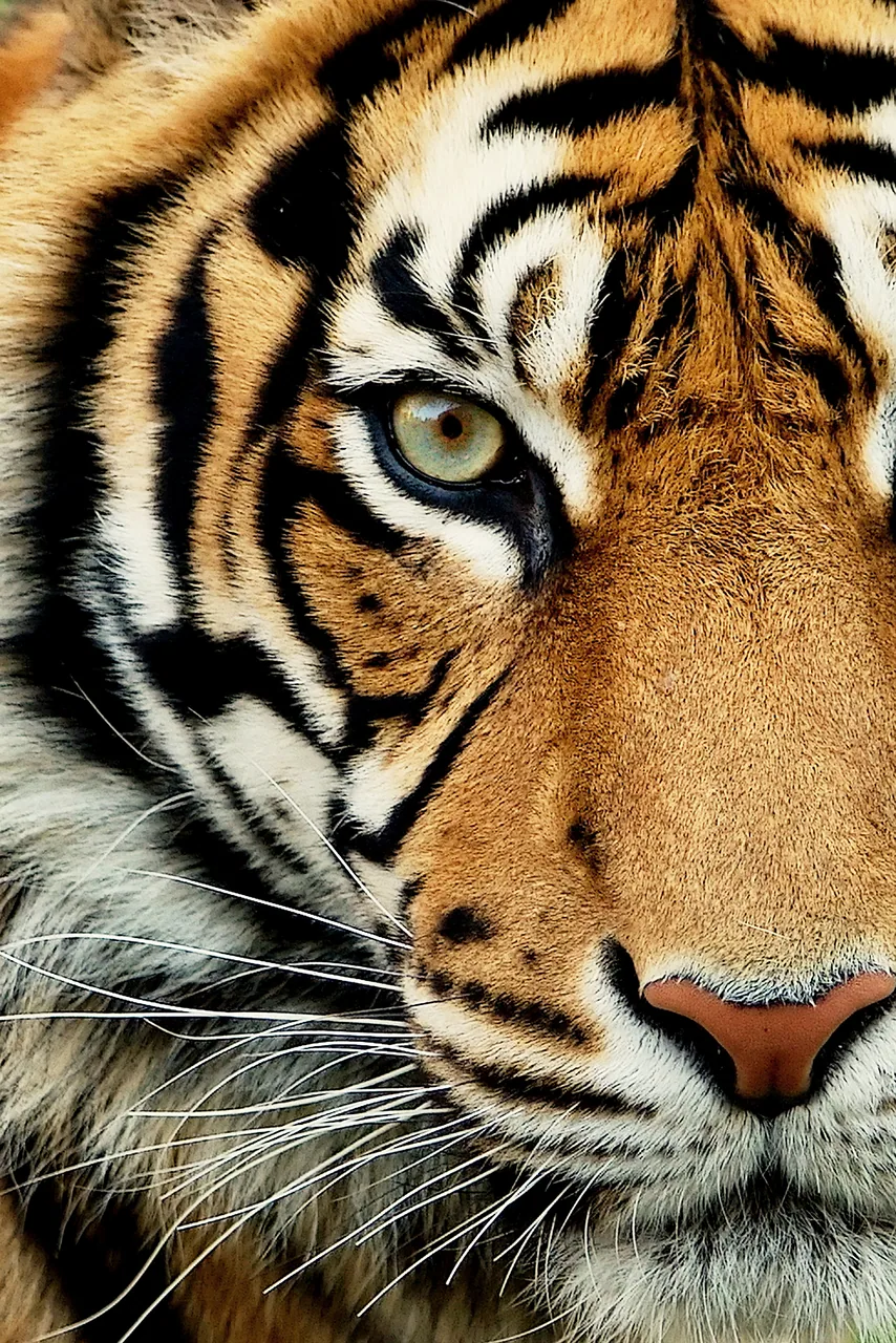 Bengal Kaplanı kanvas tablo