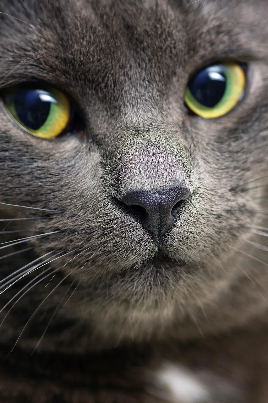 Siyah Kedi kanvas tablo