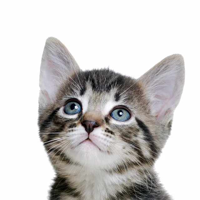 Mavi Gözlü Tekir Kedi