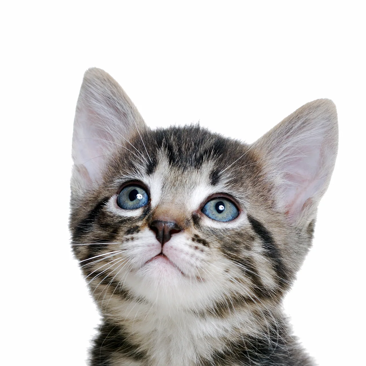 Mavi Gözlü Tekir Kedi kanvas tablo