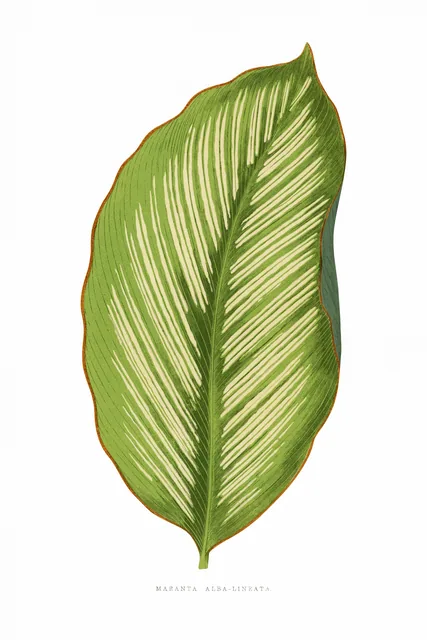 Maranta Alba Lineata Yaprağı