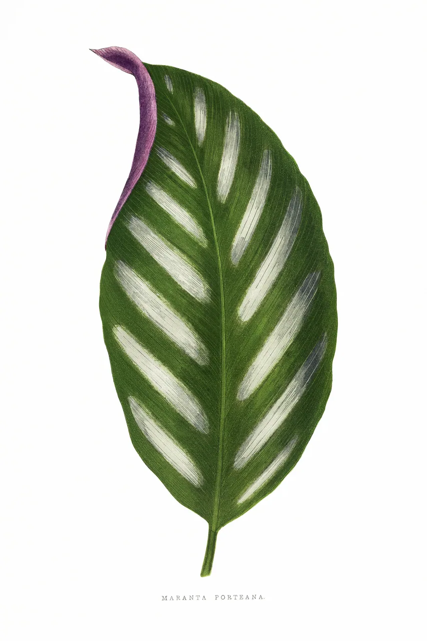 Maranta Porteana Yaprağı kanvas tablo
