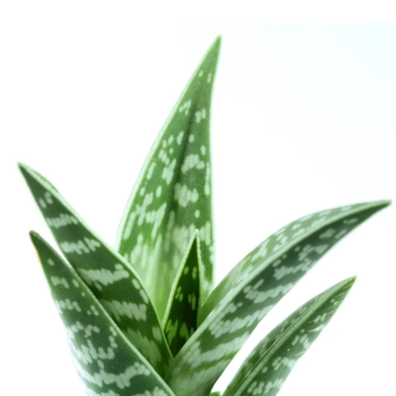 Aloe Vera kanvas tablo