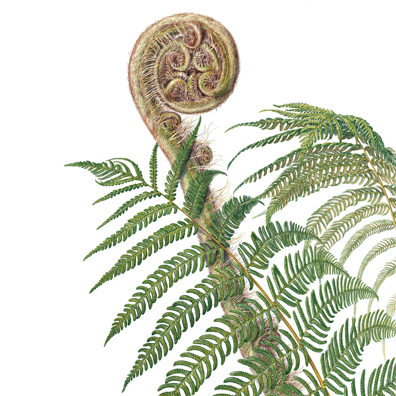 Cyathea Australis kanvas tablo