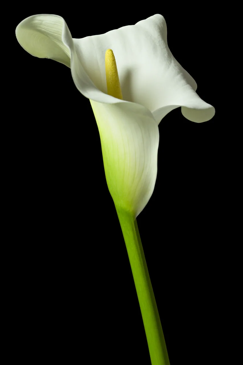 Zambak kanvas tablo