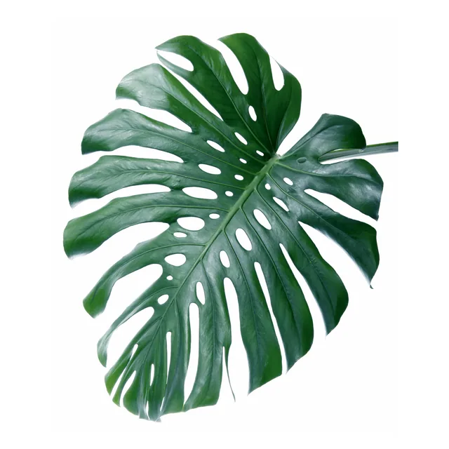 Monstera