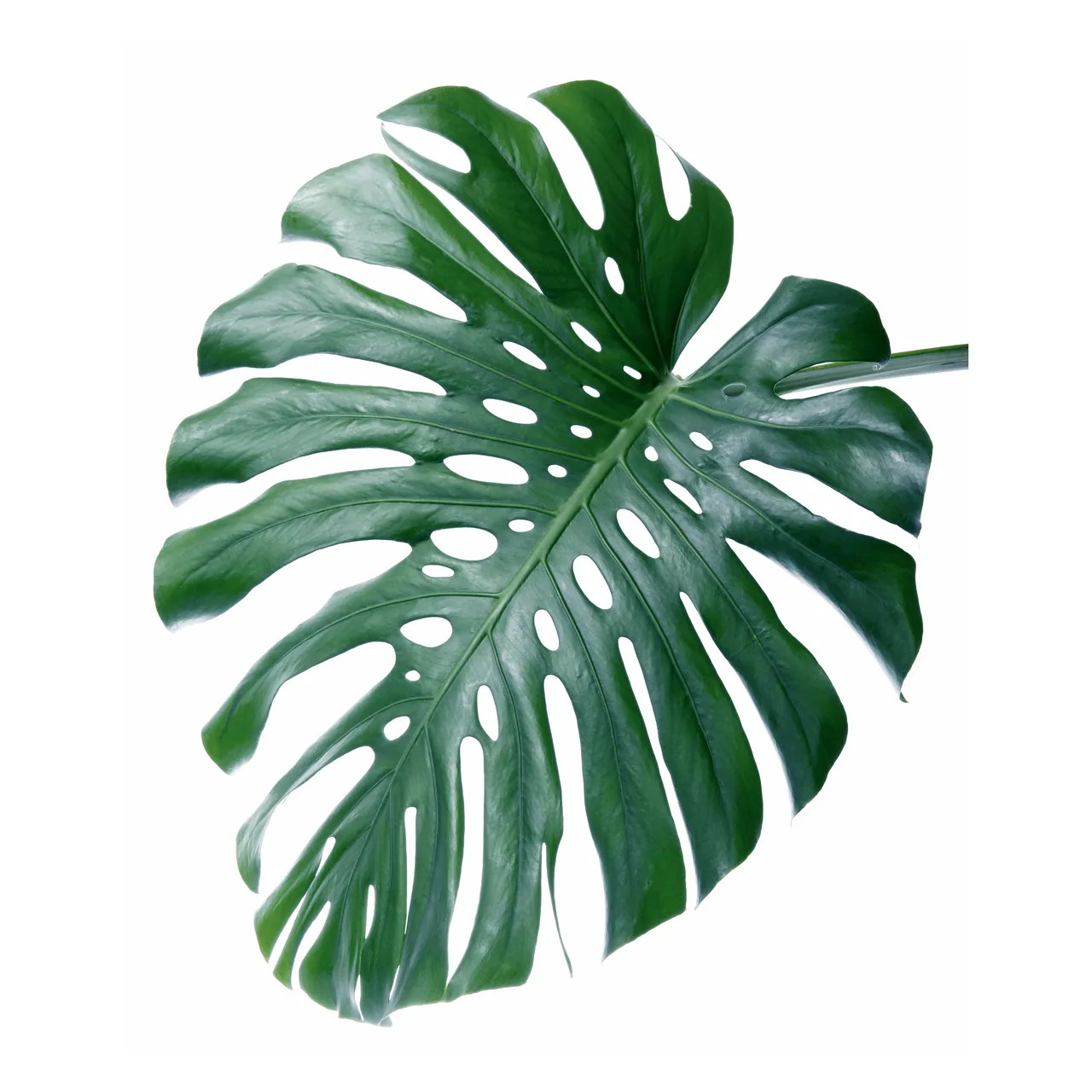Monstera kanvas tablo