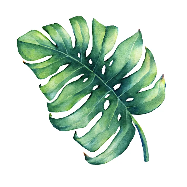 Monstera