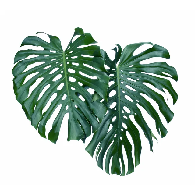 Monstera Yaprakları