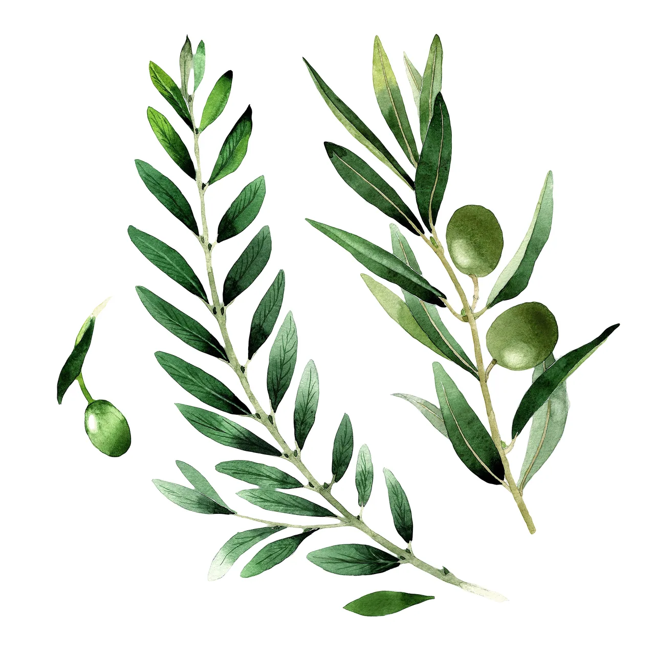 Zeytin Dalı kanvas tablo