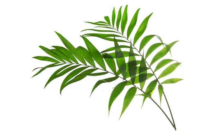 Howea Palmiyesi