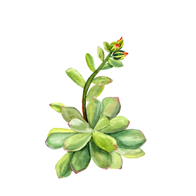 Sukulent