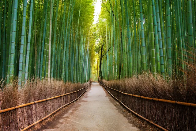 Kyoto Bambu Ormanı - Japonya