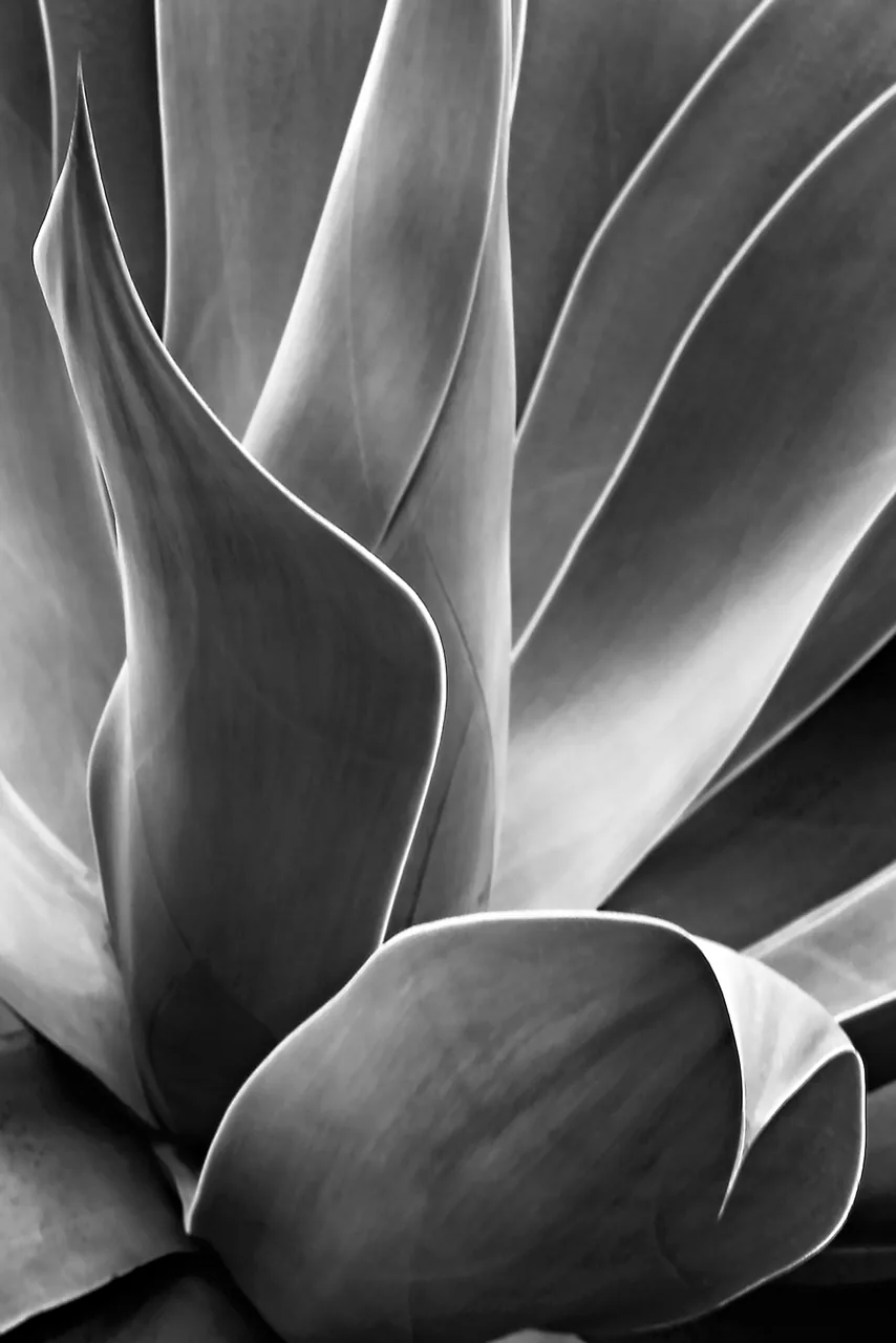 Flora kanvas tablo