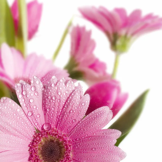 Pembe Gerbera