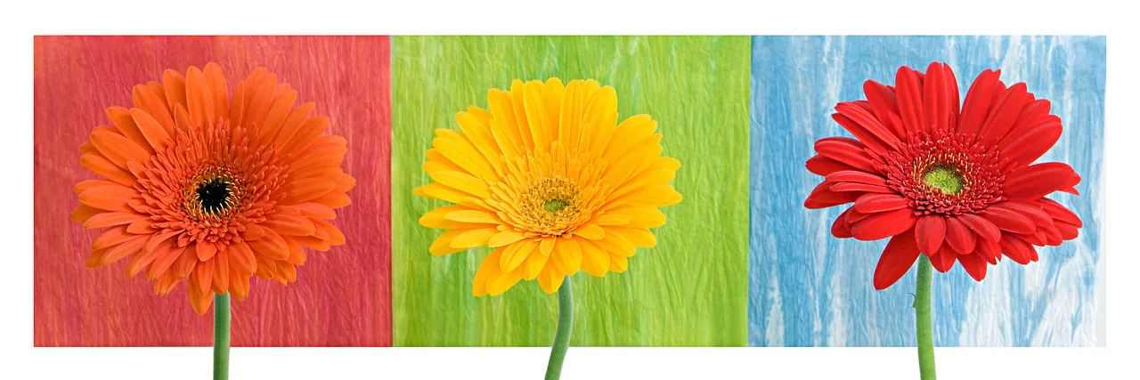 Pop Art Çiçekler kanvas tablo