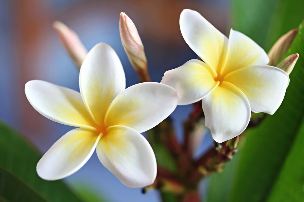Frangipani kanvas tablo