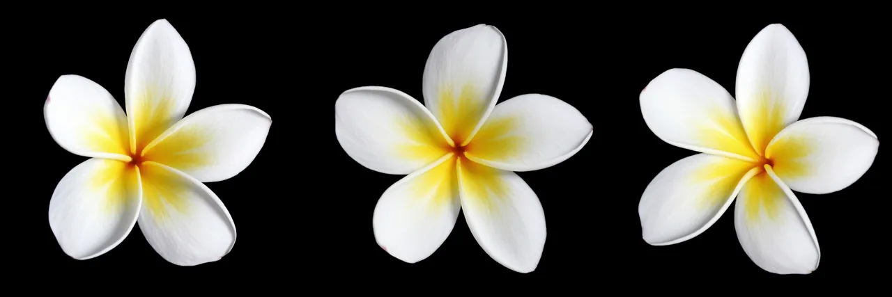 Frangipani Çiçekleri kanvas tablo