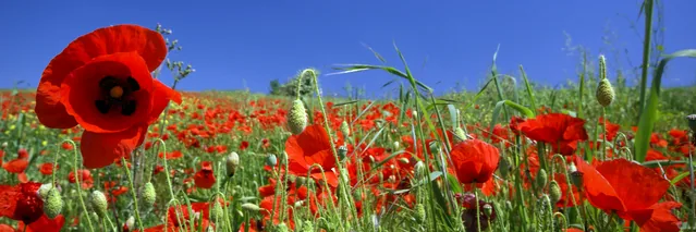 Gelincik Tarlası