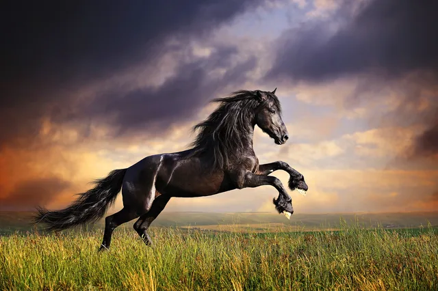 Siyah Friesian Atı