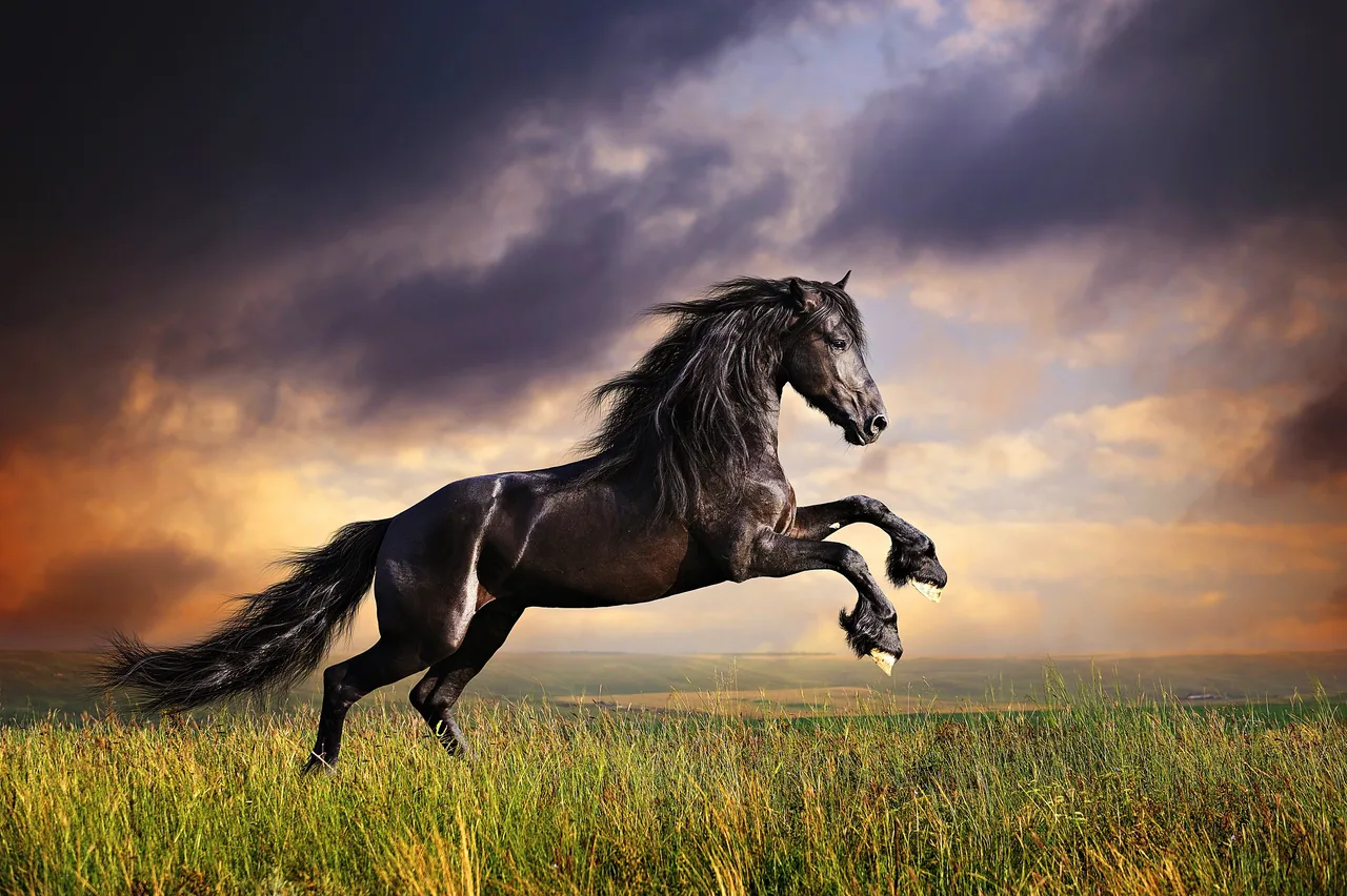 Siyah Friesian Atı kanvas tablo