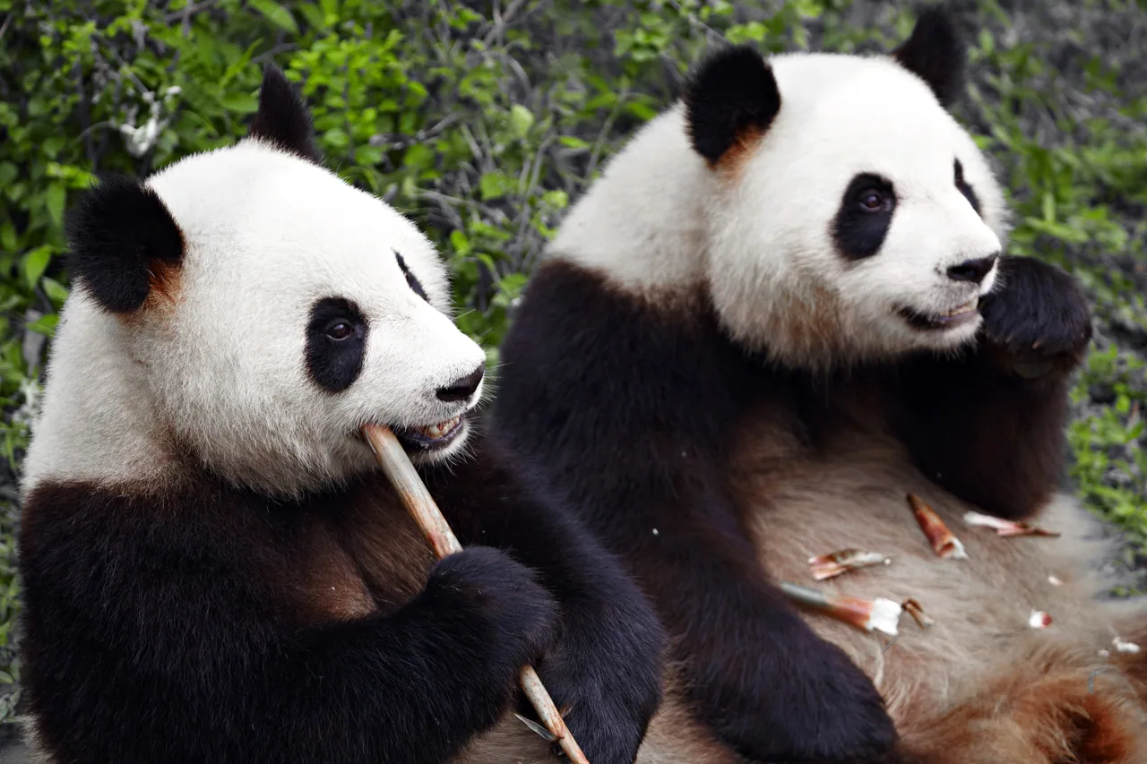 Bambu Yiyen Pandalar kanvas tablo