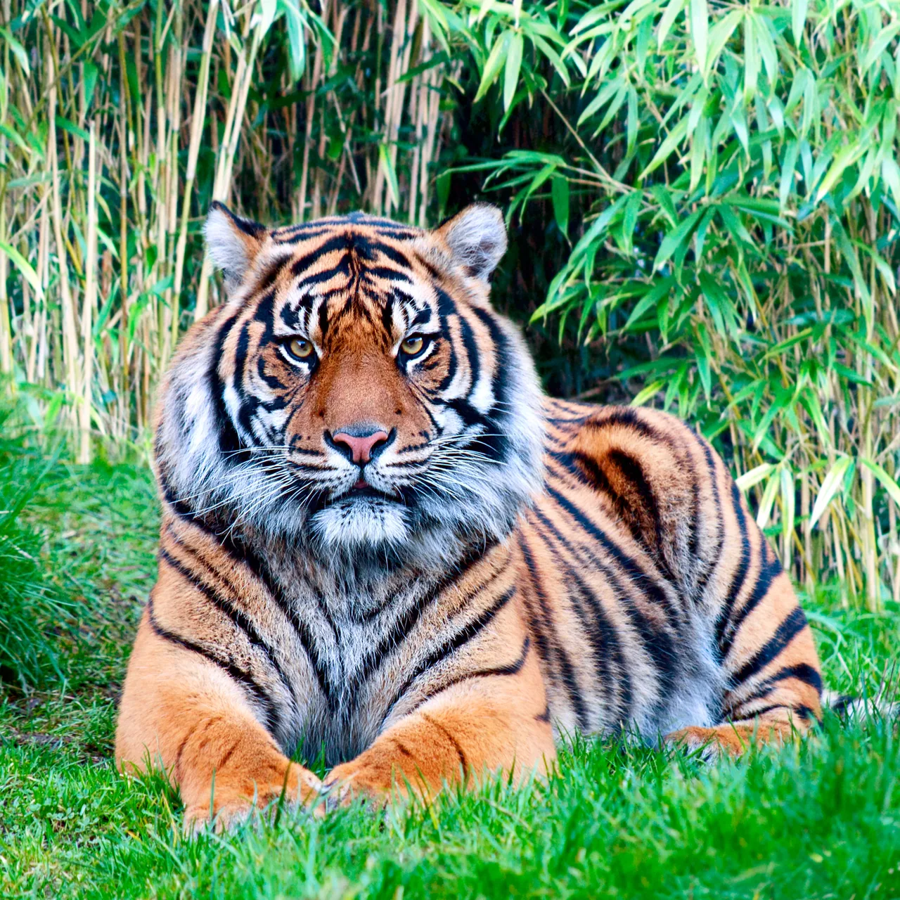 Sumatra Kaplanı kanvas tablo