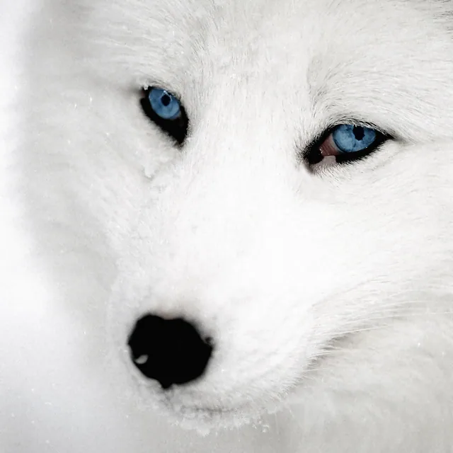 Husky