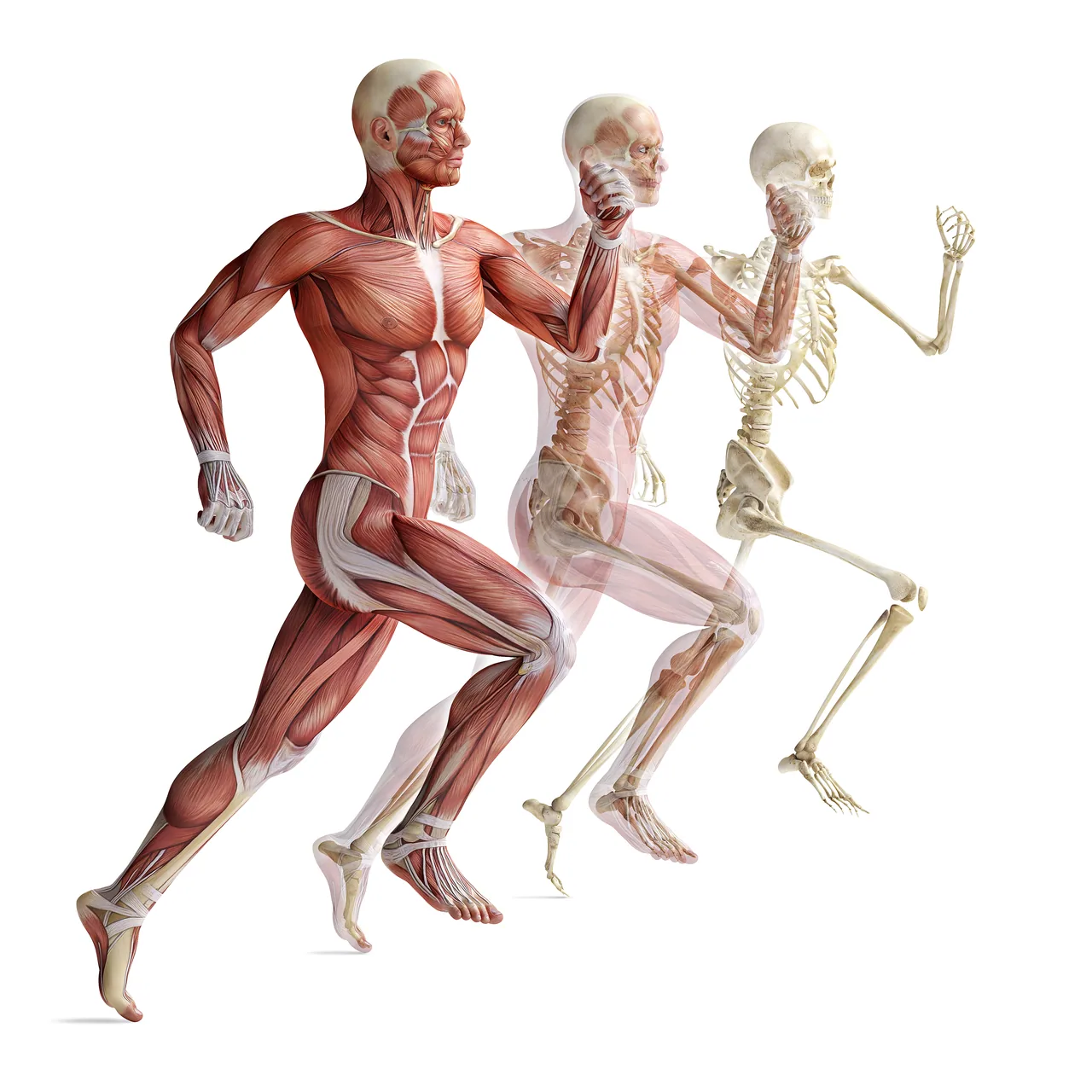 İnsan Anatomisi kanvas tablo
