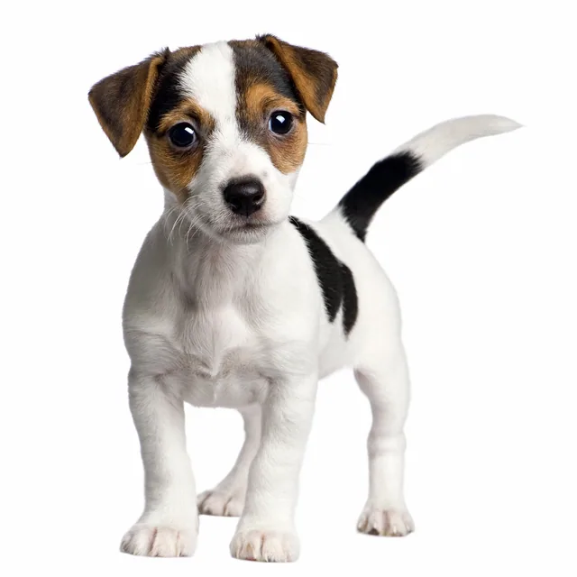 Jack Russell