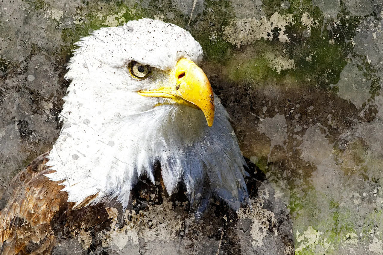 Kartal kanvas tablo