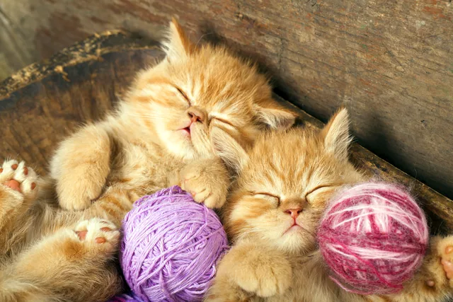 Kedi Yavruları