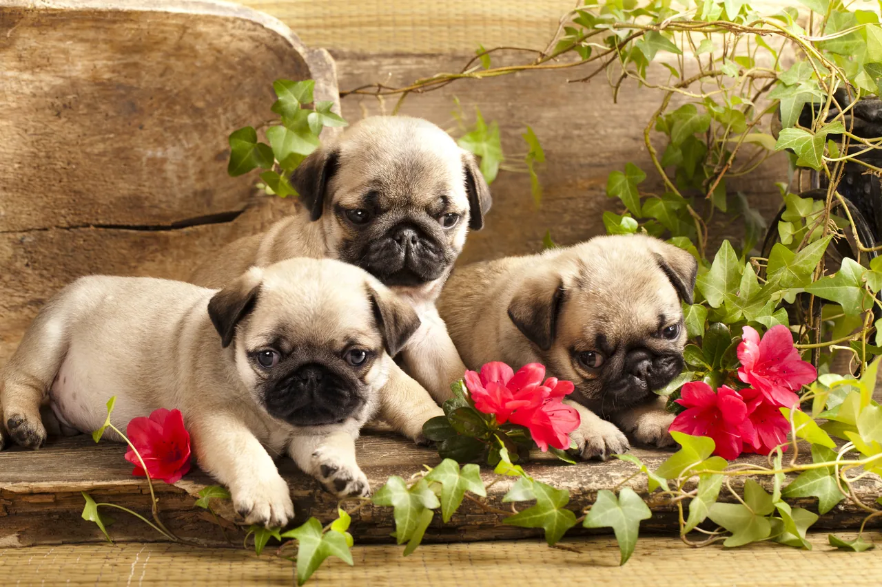 Köpek Yavruları kanvas tablo