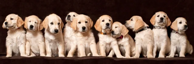 Köpek Yavruları