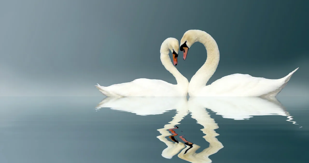 Kuğular kanvas tablo