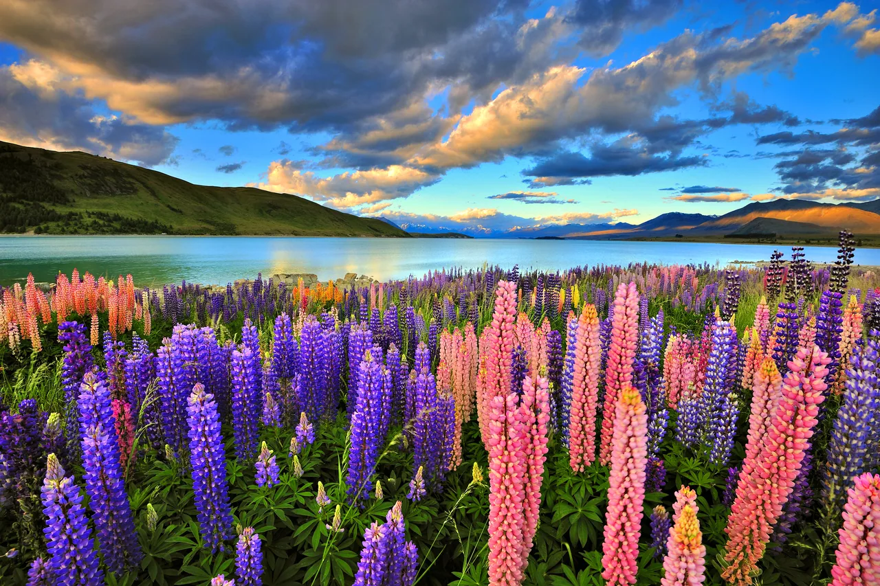 Tekapo Gölü kanvas tablo