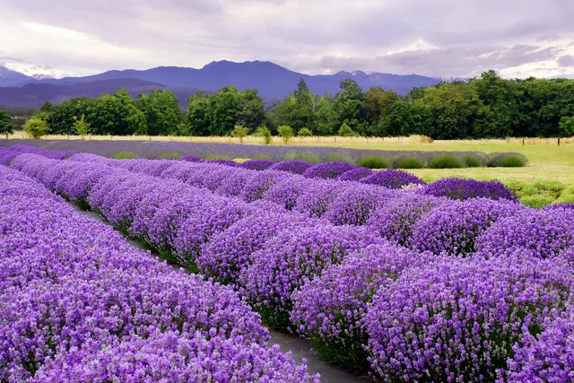 Lavanta Çiftliği - Sequim, Washington, ABD