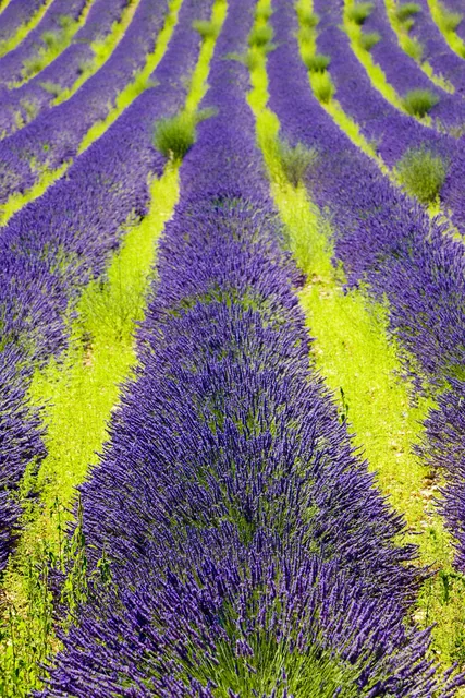 Lavanta Tarlası - Valensole, Provence