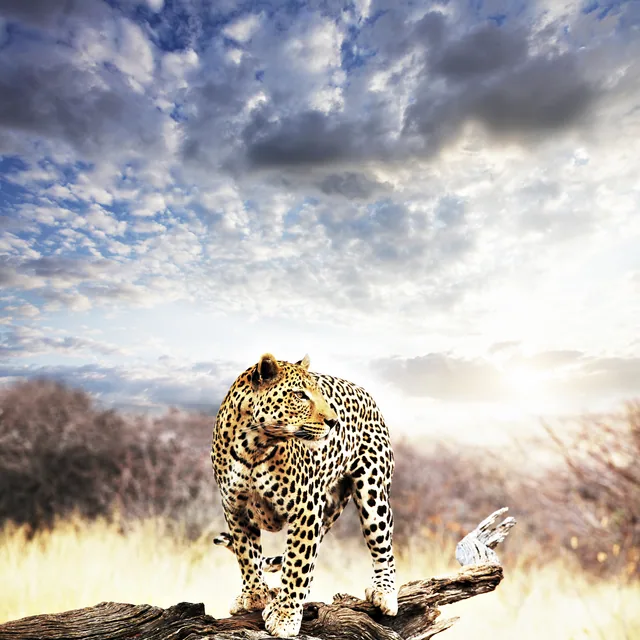 Leopar