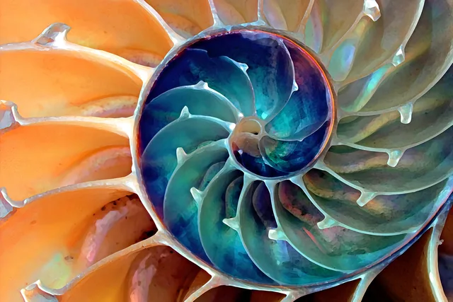 Nautilus Kabuğu I