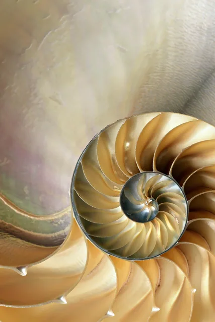 Nautilus Kabuğu